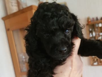 Pudel, dvärg · Södertälje · Add Jaden