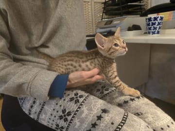 Ocicat · Nyköping · SE*Aspkatter