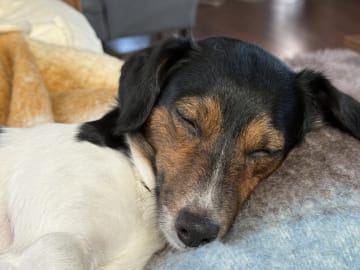 Jack russell terrier · Lysøysundet · Karin O.