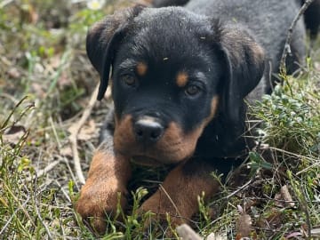 Rottweiler · Fjärdhundra · Yanx’s