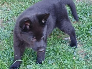 Tysk Schäferhund · Listerby · Kennel Snibor Anzi