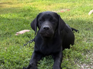 Labrador retriever · Fellingsbro · Scenick’s