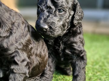 Double Doodle · Borås · Smith Labradoodles
