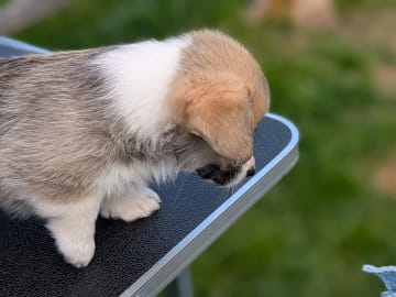Welsh Corgi Pembroke · Braskereidfoss · Striolin
