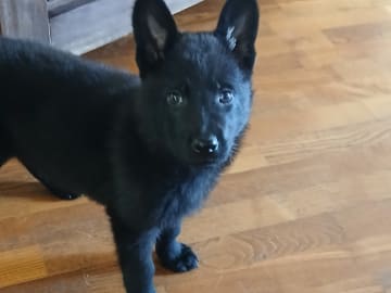 Tysk Schäferhund · Listerby · Kennel Snibor Anzi
