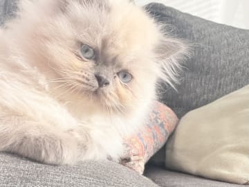 Ragdoll · Varberg · Abdulelah A.