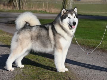Alaskan malamute · örkelljunga · Spotty Dot's
