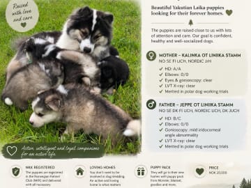 Yakutian Laika · Nordli · Toril Olsen Røseng