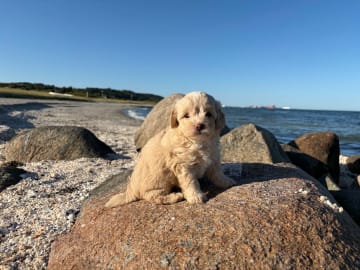 Maltipoo · Kirkholt · Ellinor C.