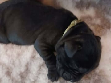 Labrador retriever · Tarm · Charmaine's