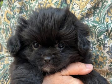 Tibetansk spaniel · Hjärup · Follow