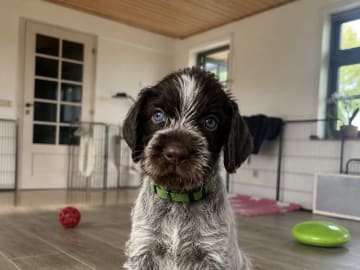 German Shorthaired Pointer (Vorsteh) · Varde · Dana Riecke