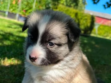 Icelandic Sheepdog · Skælskør · Night-Bird's