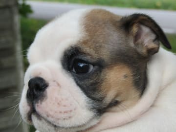 Engelsk bulldog · Rånäs · Maxibull