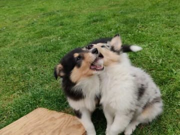 Collie · Give · Ladias Dream Collies