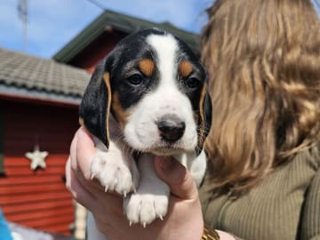 Halden Hound (Haldenstøver) · Tangen · Lykkelosberget