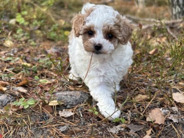 Cavapoo · Sala · Sallysshine