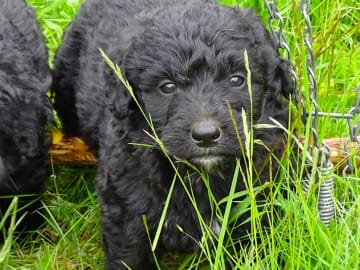 Bernerdoodle · Överkalix · Snabelsnutens Hus