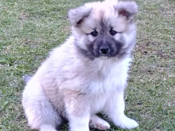 Isländsk Fårhund · Bjuråker · Sannasus