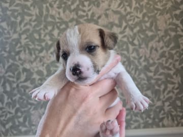 Jack Russell Terrier · Hudiksvall · Högskogens dröm