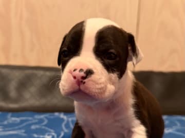 American staffordshire terrier · Kista · Patrick Nielsen Amstaff