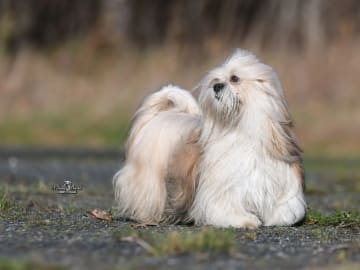 Lhasa Apso · Sandefjord · Heidi Iren Liåsen Brunes