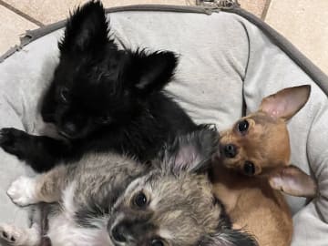 Chihuahua · Fjärdhundra · Bastängens