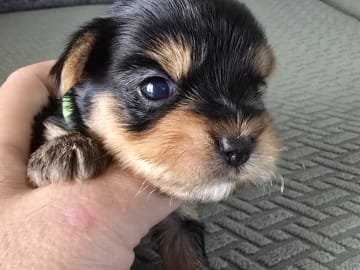 Yorkshireterrier · Kopparberg · Gacrux