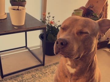 Pitbull/bully · Hisings Backa · Gabriella B.