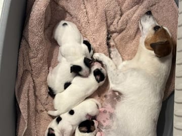 Jack russell terrier · Knivsta · Limelight Kennels