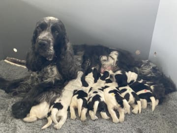 Cocker spaniel · Lunderskov · Britta Nytoft