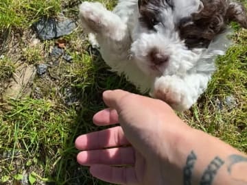 Shihpoo · Nol · Lyckliga Vovven