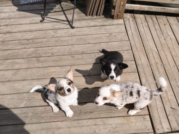Welsh corgi cardigan · Frövi · Million dollar babys