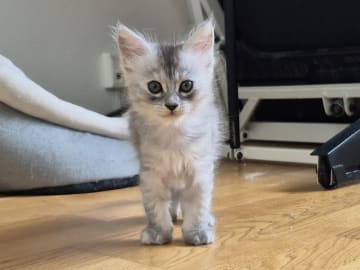 Maine Coon · Västra Frölunda · Dagdrivarn