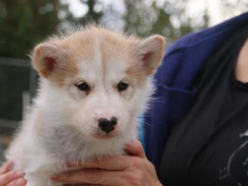 Grönlandshund · Etnedal · Tasermiut Kennel