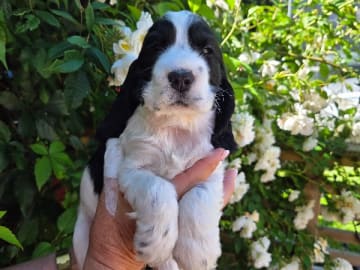 Cocker spaniel · Ösmo · Idunvallens