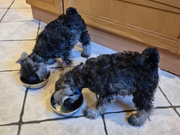 Dvärgschnauzer