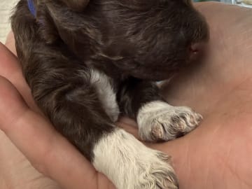 Lagotto romagnolo · Umeå · Tina A.