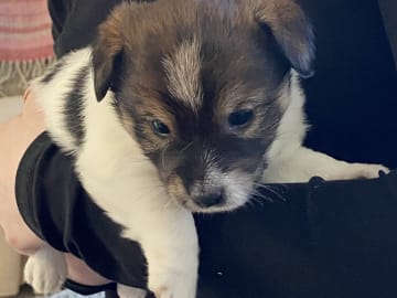 Jack russell terrier · Varberg · Kennel Beldio’s