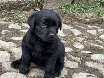 Labrador retriever · Lövestad · Sheep Trix