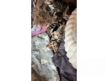 Bengal · Eksjö · SE*Star Of Savannah