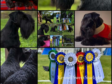 Miniature Schnauzer · Vollen · Nina-Helene Gundersen