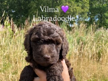 Labradoodle · Nol · Anfastebo hunduppfödning