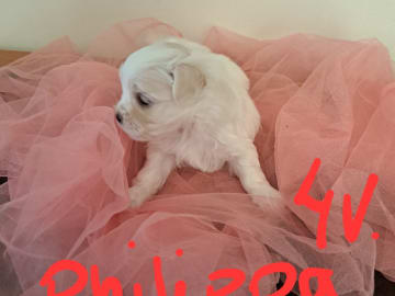 Malteser · Alingsås · Ginny Angel
