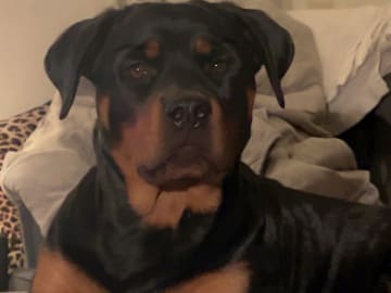 Rottweiler · Eksjö · Sofia Lindholm