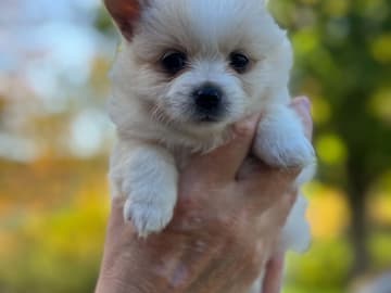 Pomchi · Vikbolandet · Bodil A.