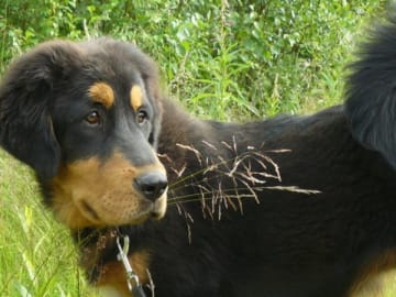 Tibetansk mastiff · Piteå · Gangs'ri Khyi