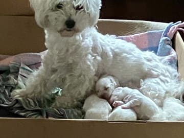 Coton de Tulear · Løgstør · Larissa Lodi Laurien