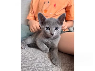 Russian Blue · Sundbyberg · S*Tsarens