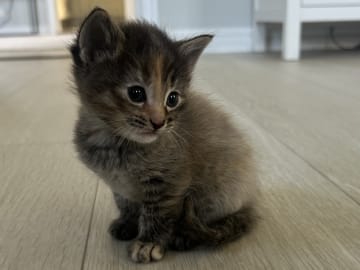 Maine Coon · Alsterbro · Alicia N.